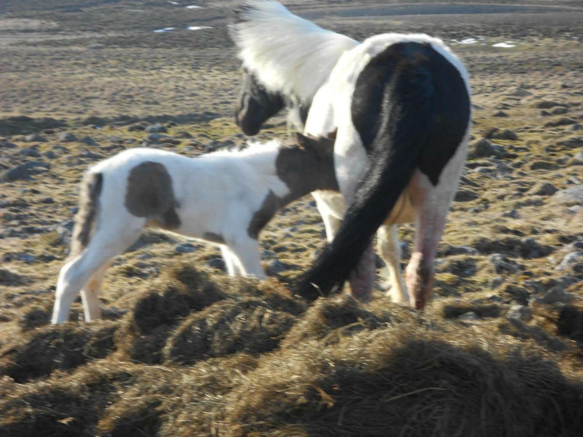 Steinnyjarstathir Skagastrond ภายนอก รูปภาพ